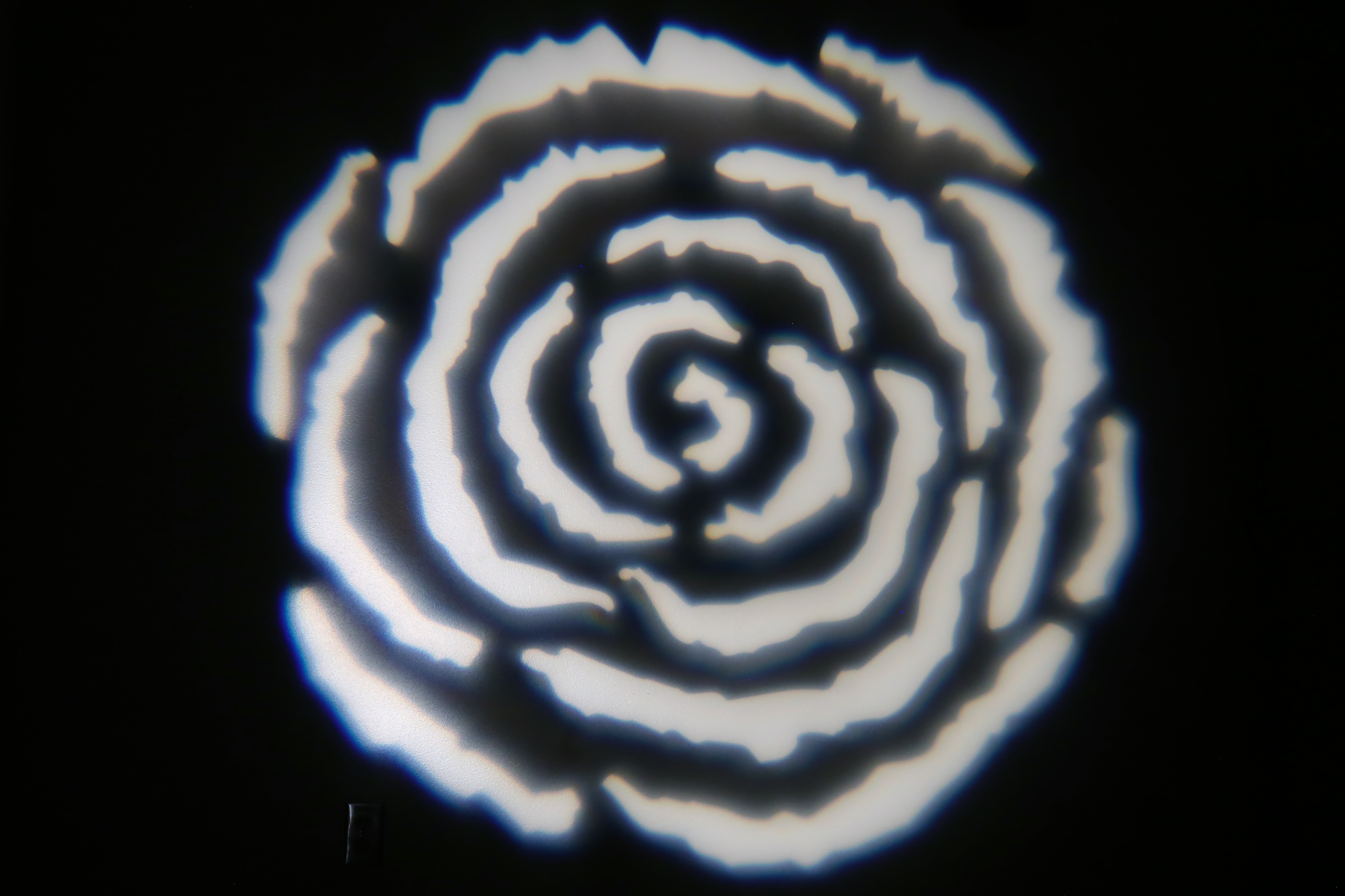 Nature - Rose 2